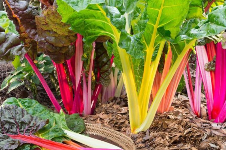 Cải cầu vồng giàu chất dinh dưỡng và vitamin Cải cầu vồng giàu chất dinh dưỡng và vitamin