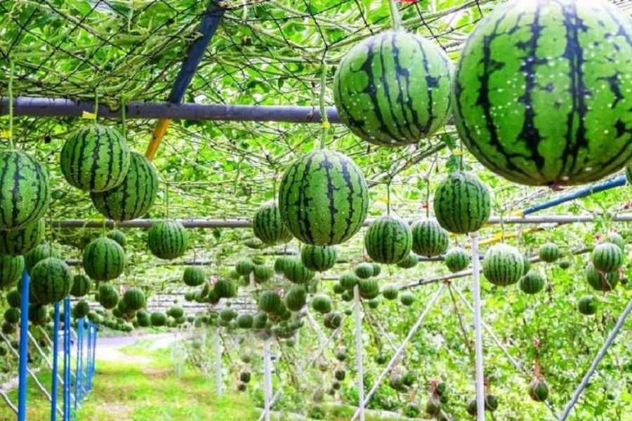 Dưa hấu thanh mát, nhiều nước và vitamin Dưa hấu thanh mát, nhiều nước và vitamin